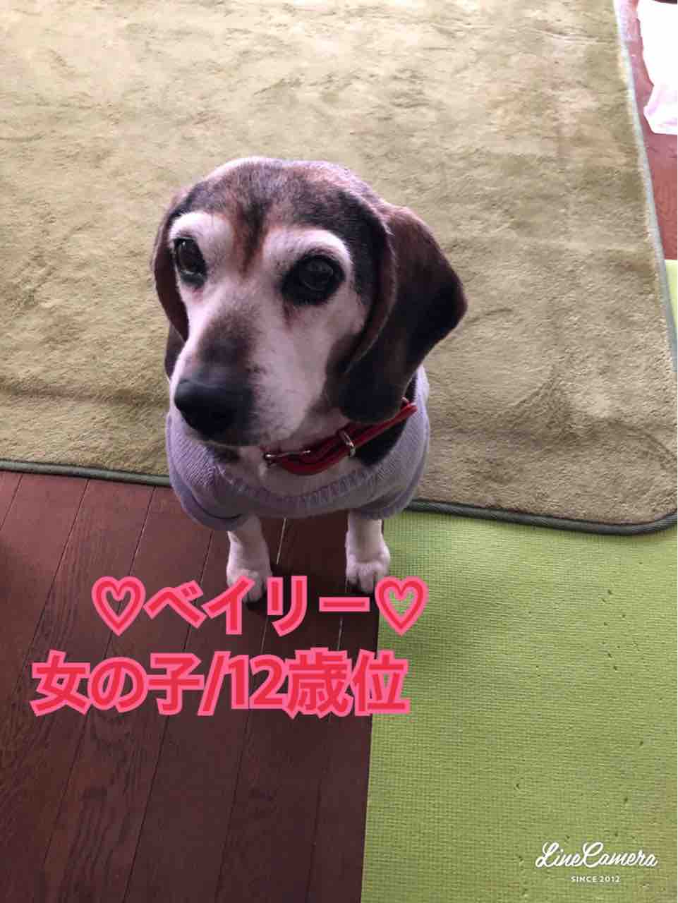 里親さん募集中 Miyagi 宮城 ワンハート 里親さん募集中 Miyagi 宮城 ワンハート