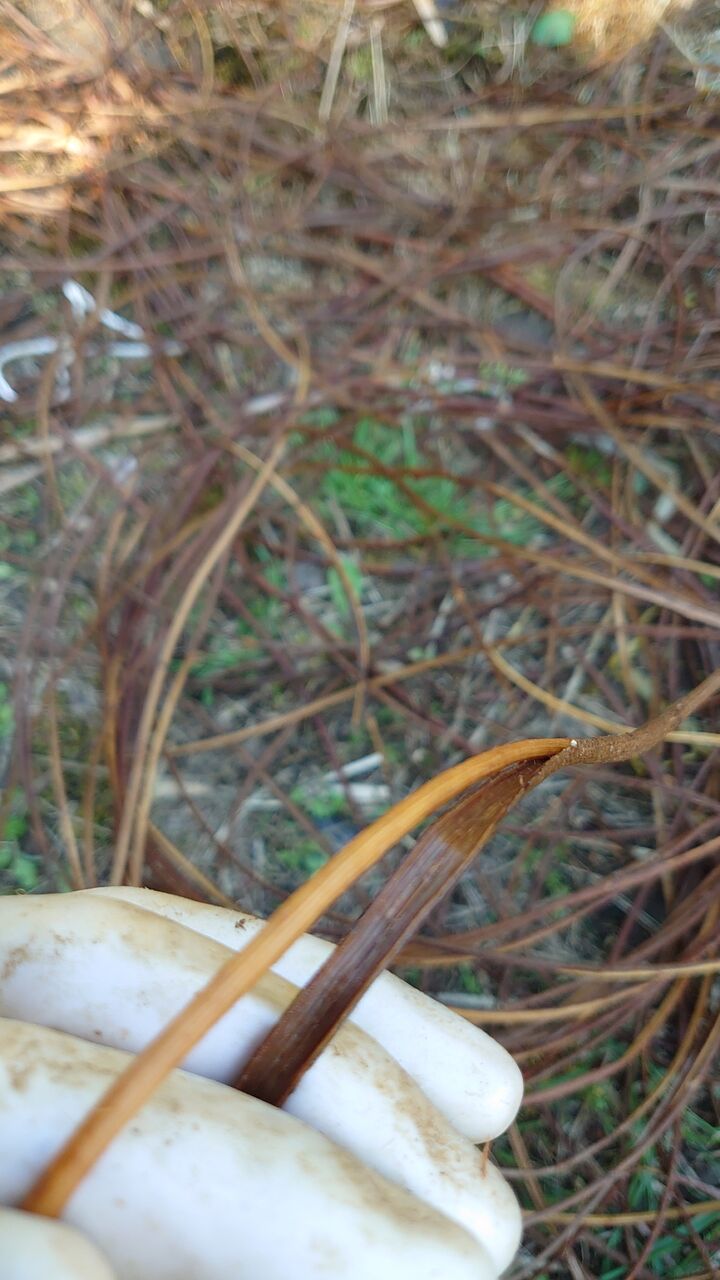 アケビの蔓細工 半分に割った蔓の皮剥き : 里山暮らしの雑記帳