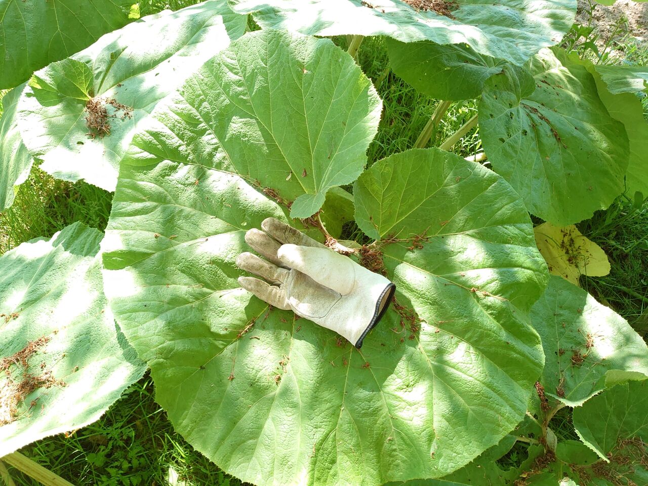秋田蕗のレシピ募集 里山暮らしの雑記帳 秋田蕗のレシピ募集 里山暮らしの雑記帳