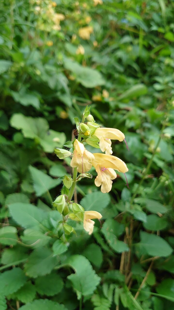 キバナアキギリ シソ科の花 里山暮らしの雑記帳