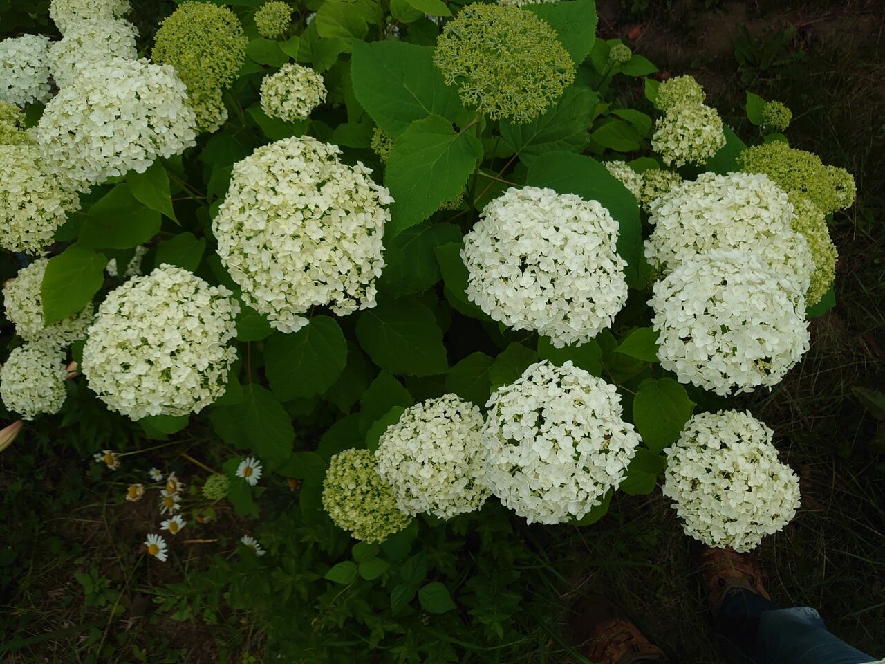 アジサイ アナベル咲き出した 里山暮らしの雑記帳
