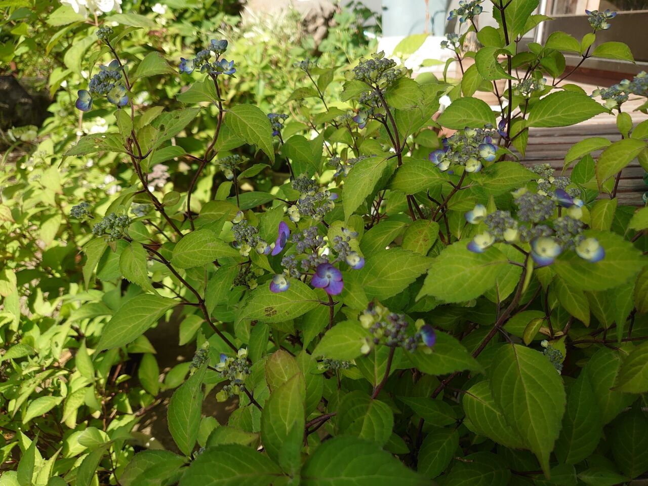 ヤマアジサイの世界 里山暮らしの雑記帳 ヤマアジサイの世界 里山暮らしの雑記帳