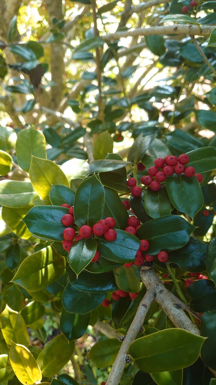 クリスマスホーリーの葉と実 里山暮らしの雑記帳