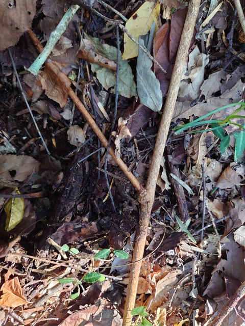 アケビの蔓（根蔓ランナー) アケビのランナーとヤマフジのランナーの見分け方 : 里山暮らし