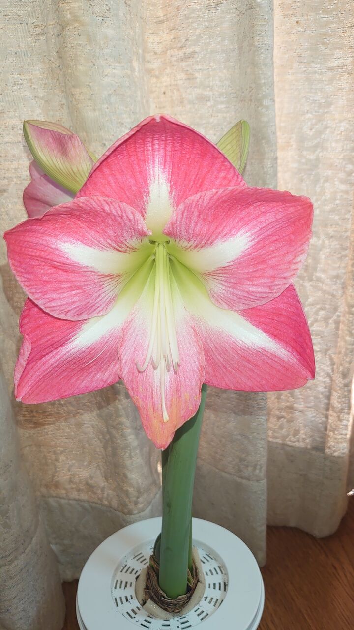 ポットアマリリスの大きな花 里山暮らしの雑記帳 ポットアマリリスの大きな花 里山暮らしの雑記帳