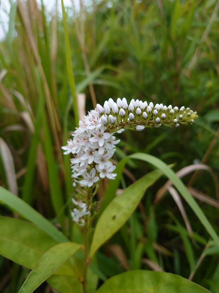 オカトラノオの花 里山暮らしの雑記帳