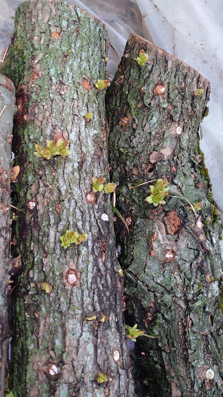 枝垂れ柳のナメコとヒラタケの原木 大変なことに 里山暮らしの雑記帳