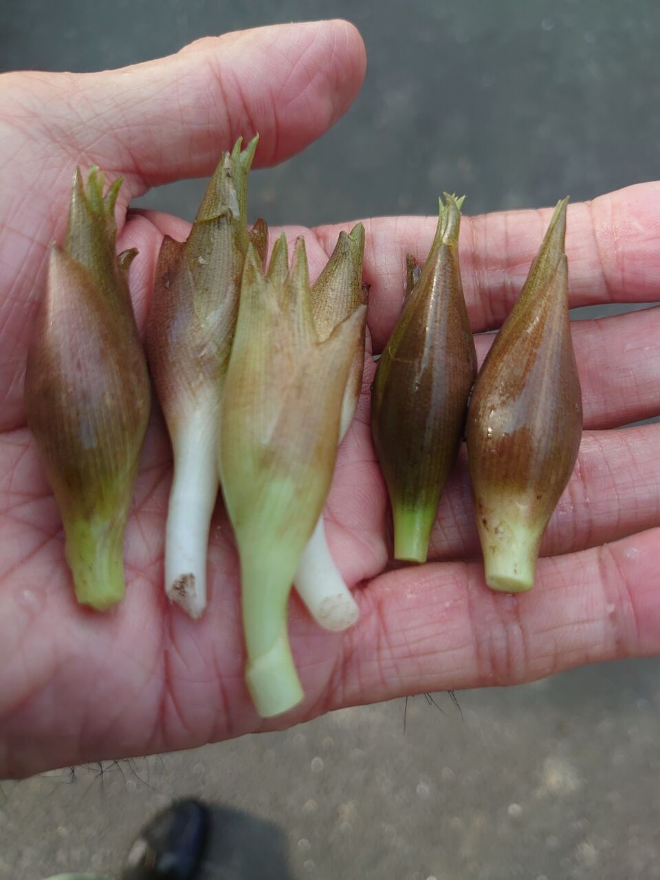 ミョウガの初収穫とコウゾの赤い実 里山暮らしの雑記帳