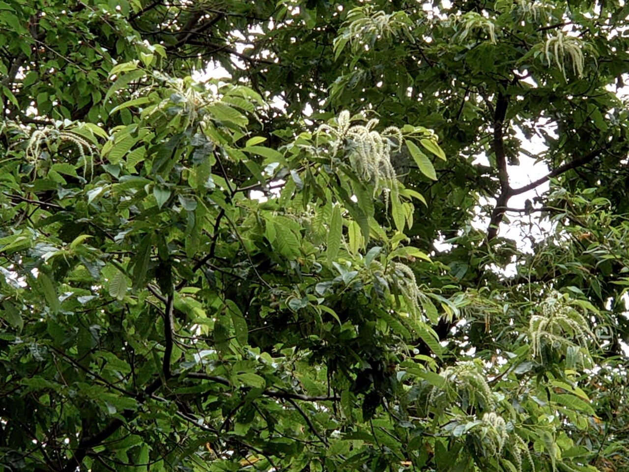 栗の花と真竹タケノコ 里山暮らしの雑記帳