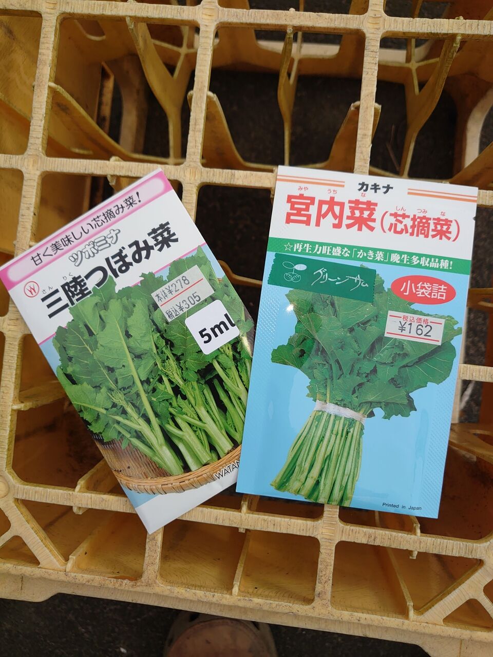 三陸つぼみ菜と宮内菜の種蒔き 里山暮らしの雑記帳 三陸つぼみ菜と宮内菜の種蒔き 里山暮らしの雑記帳