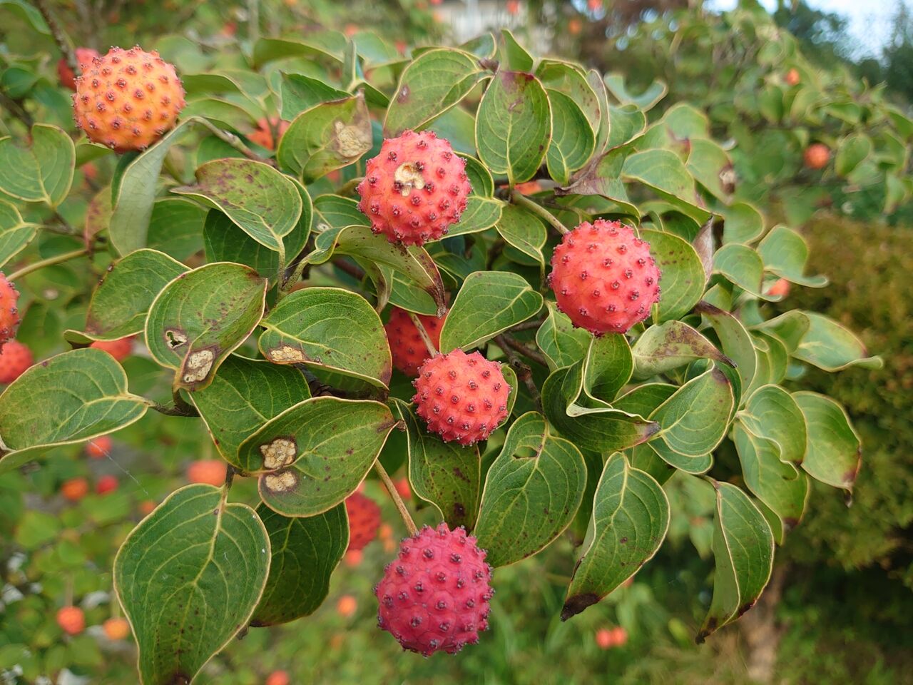 ヤマボウシの実誰が食べてる 里山暮らしの雑記帳
