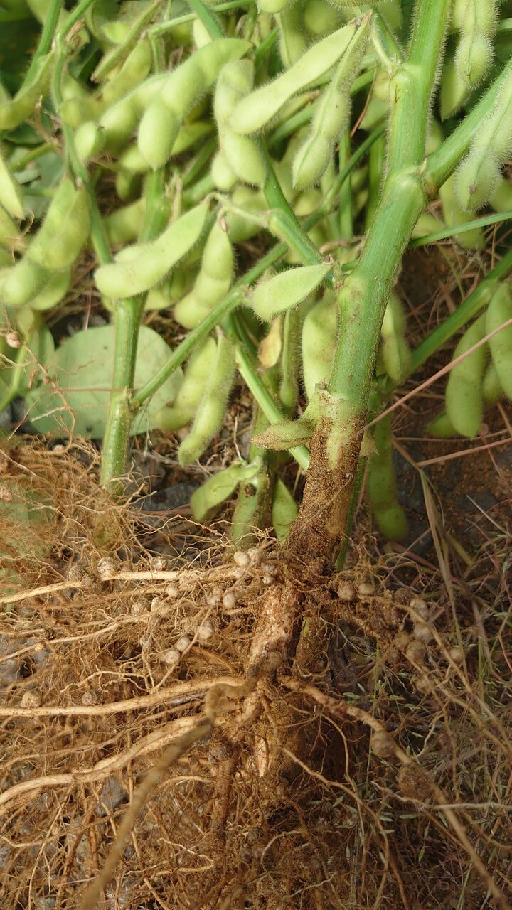 エダマメの根粒菌 里山暮らしの雑記帳 エダマメの根粒菌 里山暮らしの雑記帳