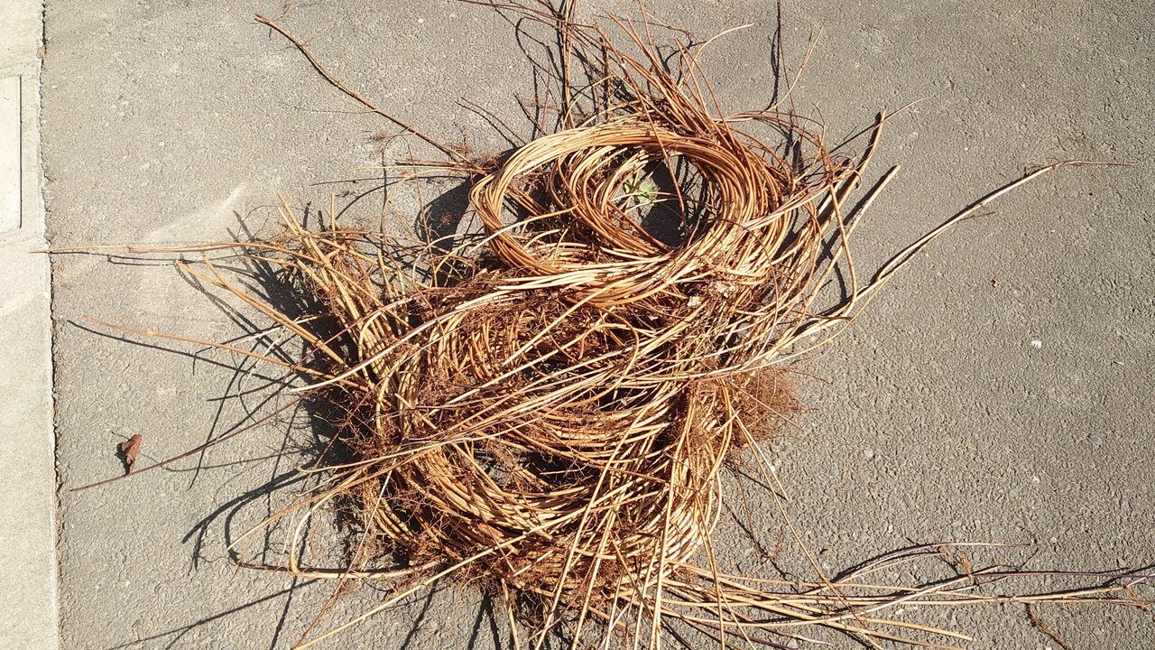 アケビの蔓細工 蔓（ランナー）の出る場所と靴とパンツ : 里山暮らしの