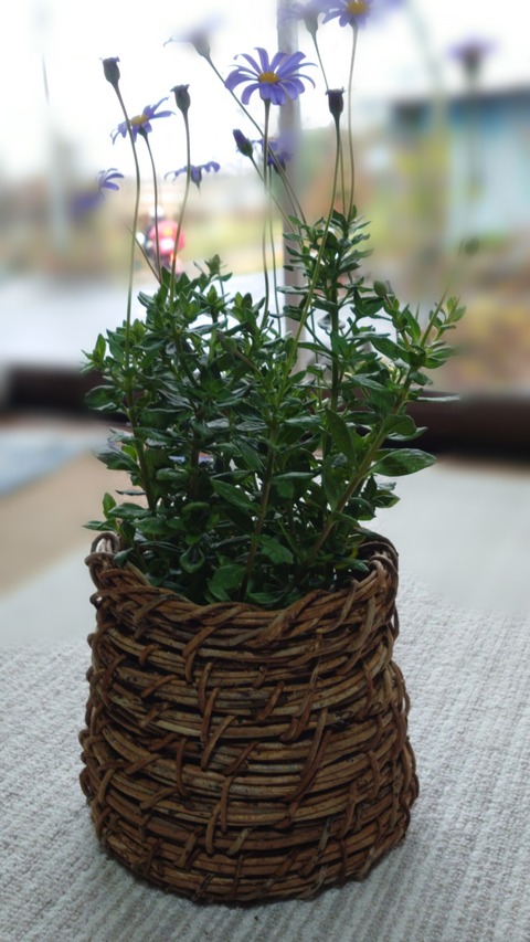 アケビの蔓細工 今日は鉢カバー : 里山暮らしの雑記帳