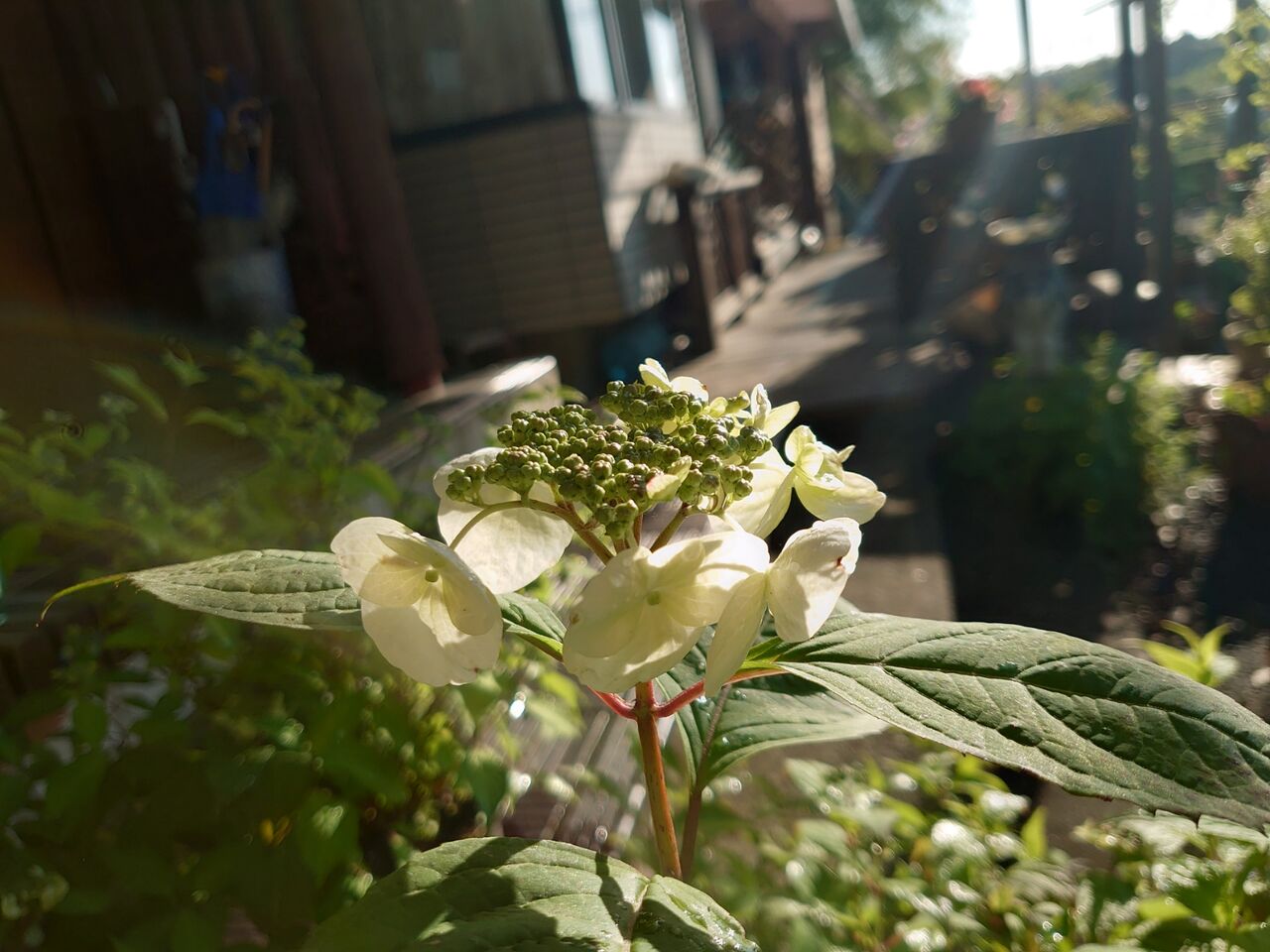 ヤマアジサイの世界 里山暮らしの雑記帳 ヤマアジサイの世界 里山暮らしの雑記帳