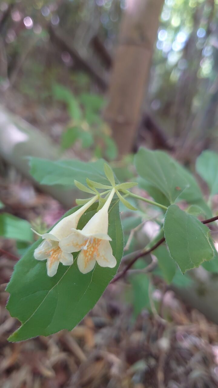この木の花は何だろう 分かりましたｗ 里山暮らしの雑記帳