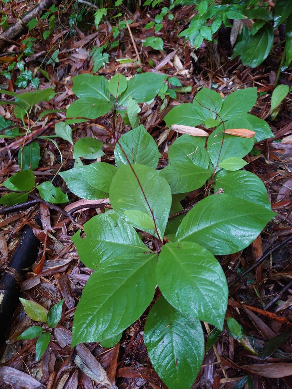 マムシグサの実とミズヒキソウの蕾 里山暮らしの雑記帳