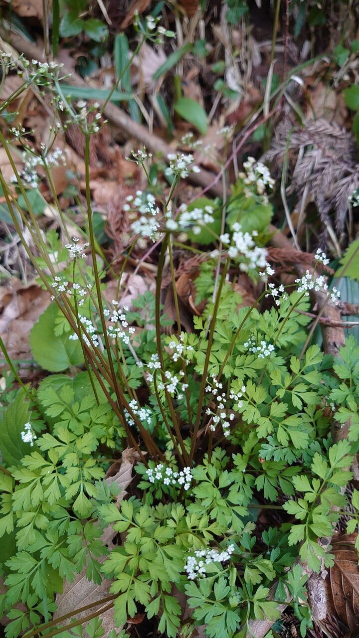 芹 セリ の話とせり鍋 里山暮らしの雑記帳