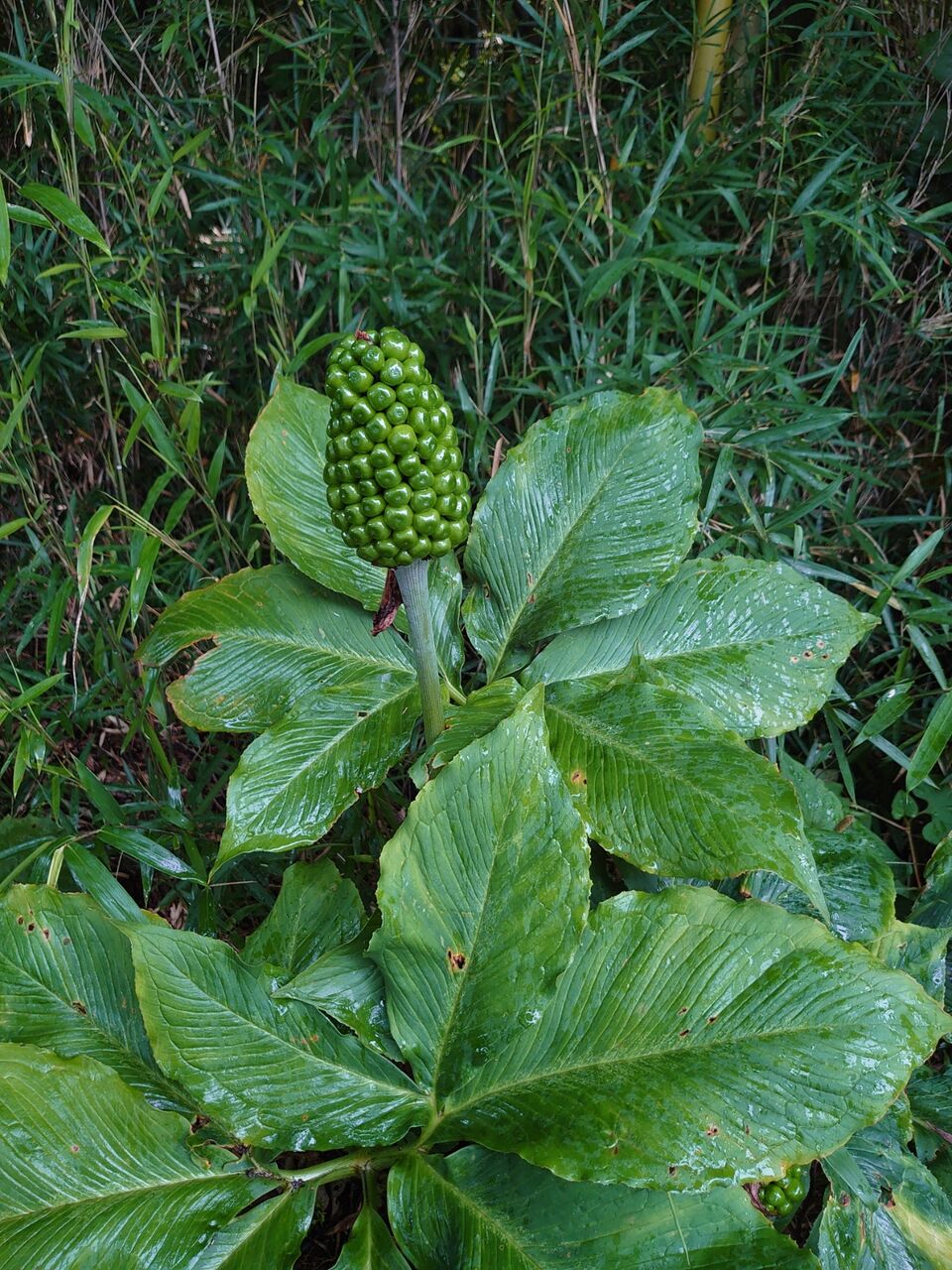 マムシグサの実とミズヒキソウの蕾 里山暮らしの雑記帳