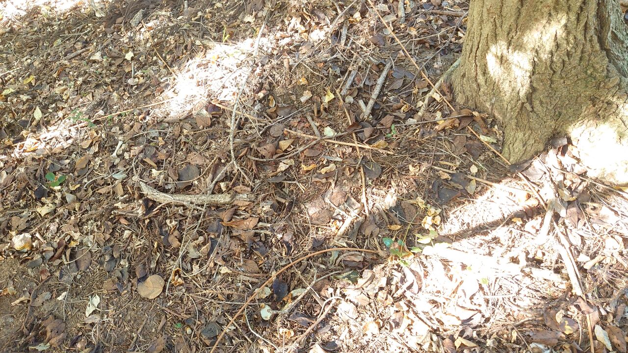 アケビの蔓細工 蔓（ランナー）の出る場所と靴とパンツ : 里山暮らしの