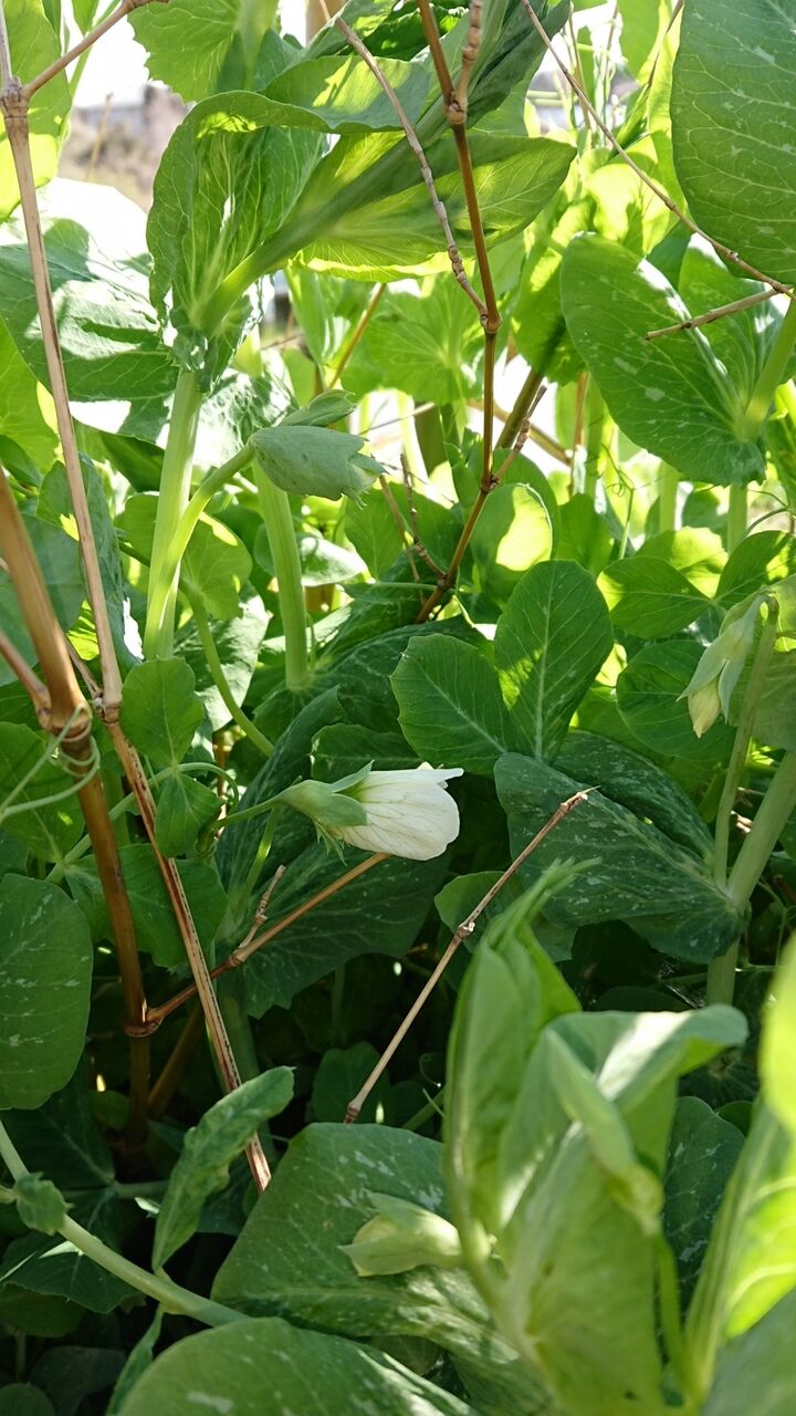 早くもスナップえんどうの花が咲いている 里山暮らしの雑記帳