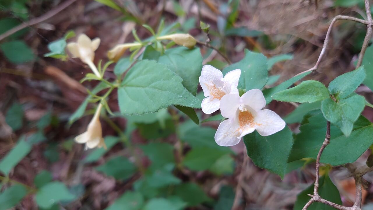やまぐみの花が 里山暮らしの雑記帳