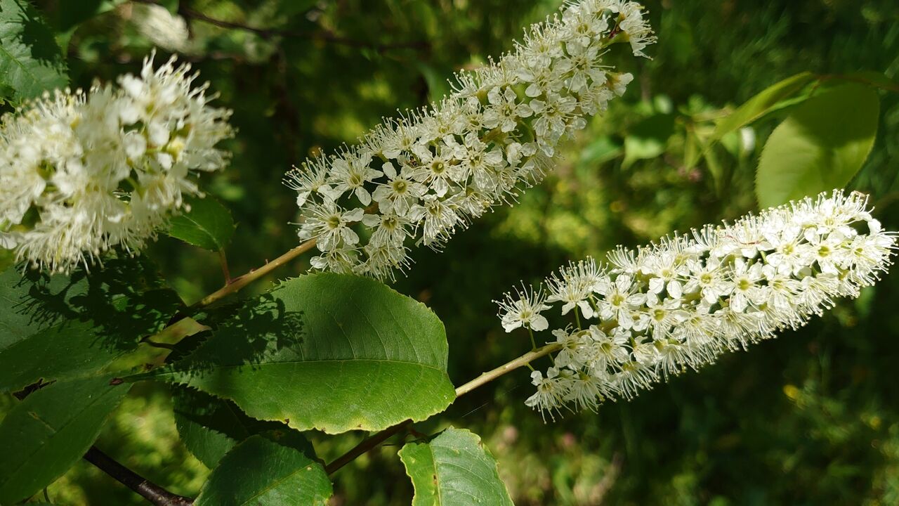 10 山採りウワミズザクラ