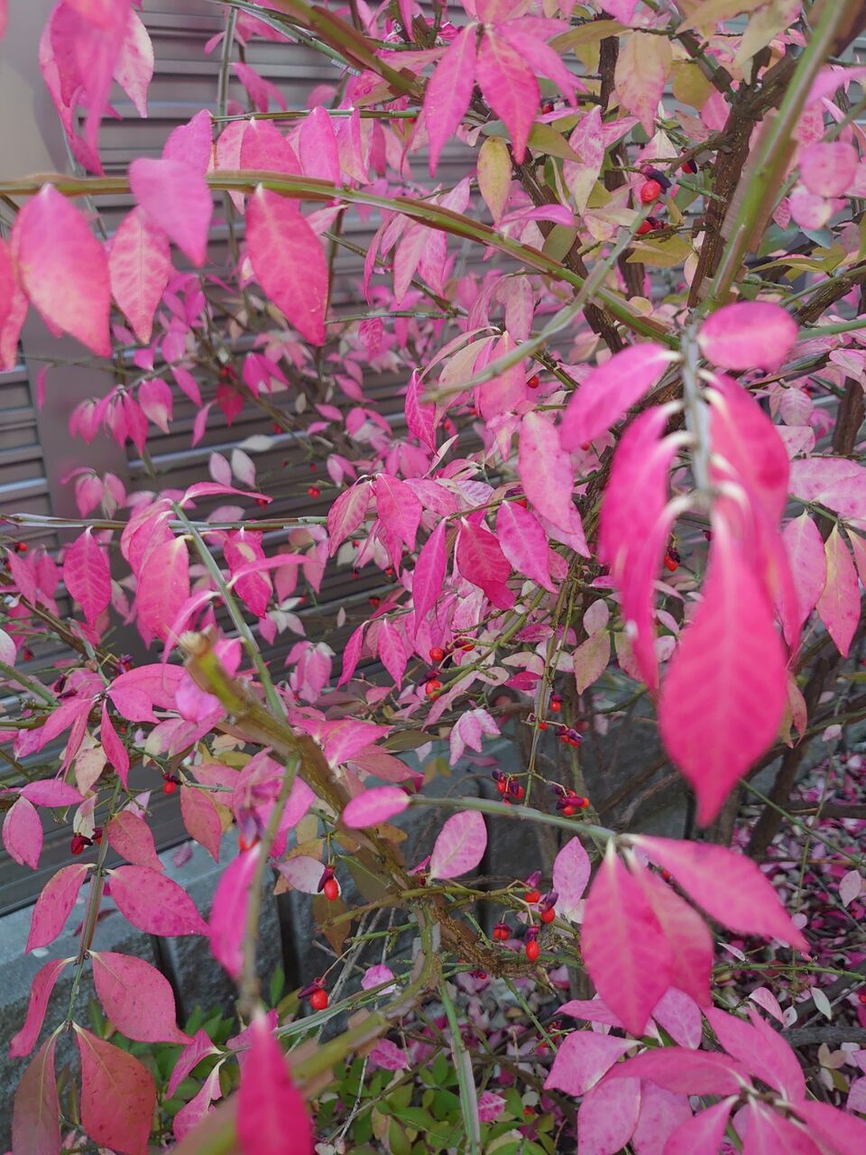 ソヨゴとニシキギの紅葉と実 里山暮らしの雑記帳