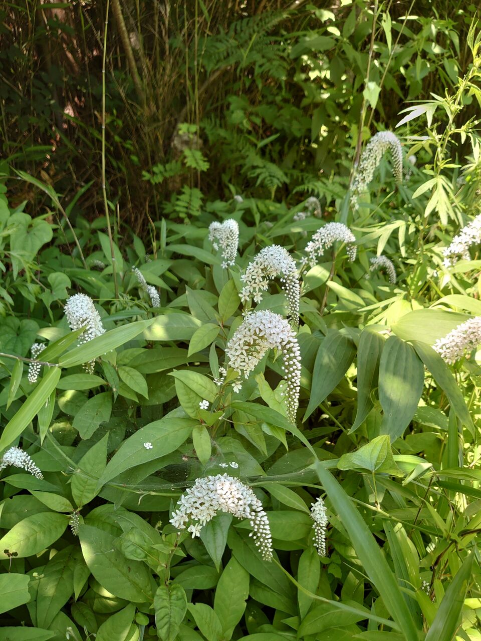 トリアシショウマとオカトラノオ 里山暮らしの雑記帳
