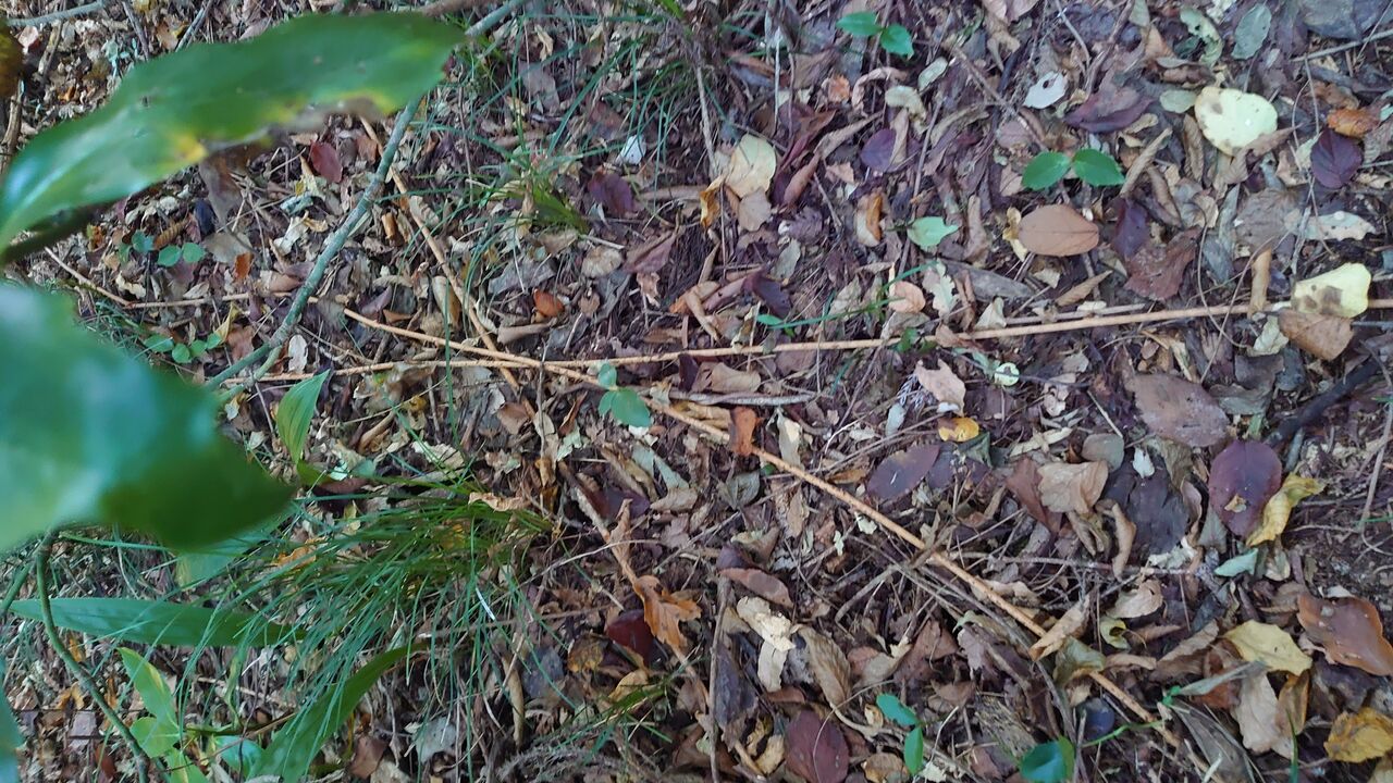 アケビの蔓細工 蔓（ランナー）の出る場所と靴とパンツ : 里山暮らしの