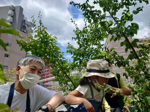 LINE_ALBUM_2022年5月28日 梅収穫_220530_39