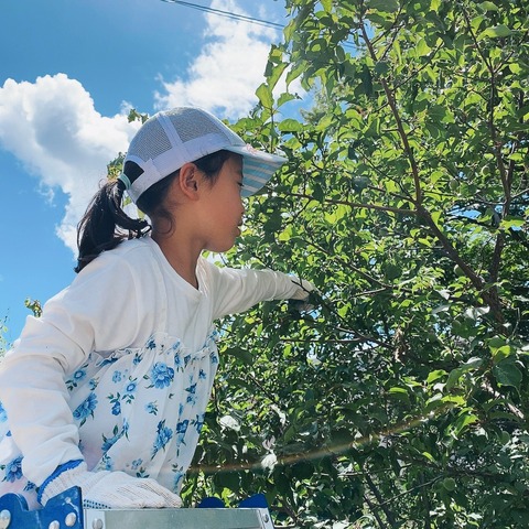 LINE_ALBUM_2023.6.3榴ヶ岡天満宮梅狩り_230605_1