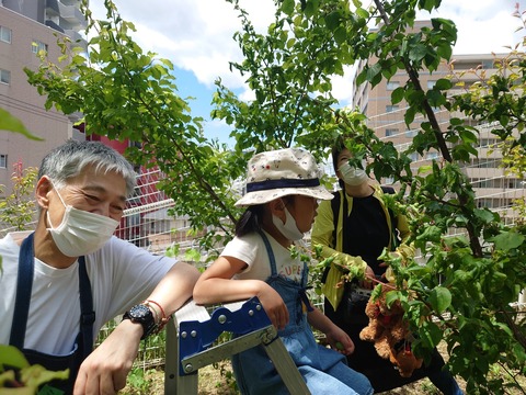 LINE_ALBUM_2022年5月28日 梅収穫_220530_40