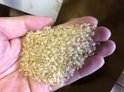rice35