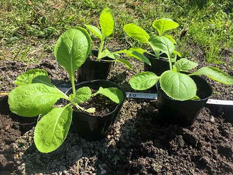 napa-plantint1