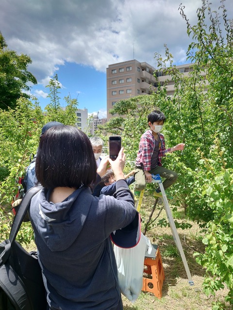 LINE_ALBUM_2022年5月28日 梅収穫_220530_30