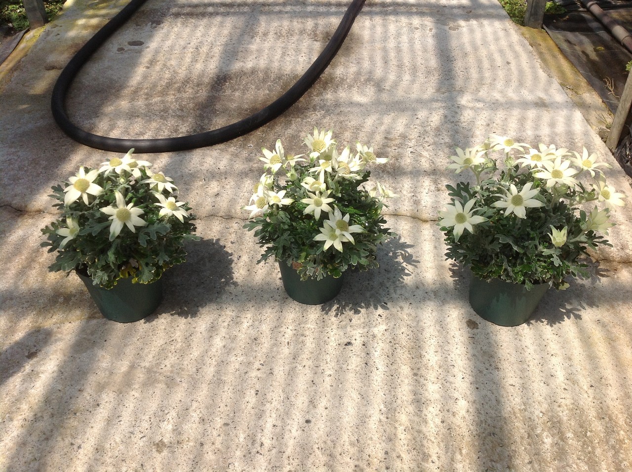 花の草姿って 宮島園芸のblog