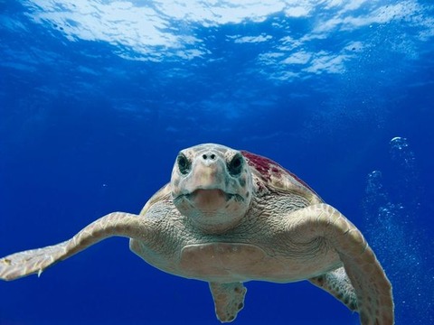 loggerhead-turtle-123402_1280