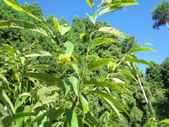 �ݤ�����