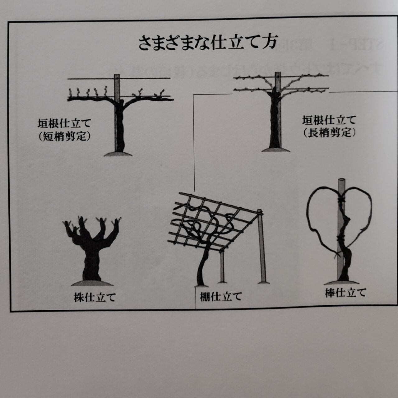 栽培の基本 みやかわのワイン復習日記