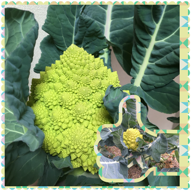 はたけの時間56 カリブロ 体幹トレーニング ストレッチは 呉市の宮迫接骨院