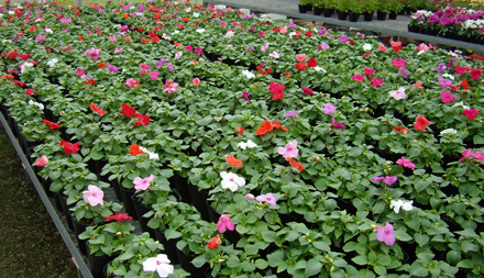 インパチェンスを 北側花壇に植えました 花とハーブで 元気いっぱい