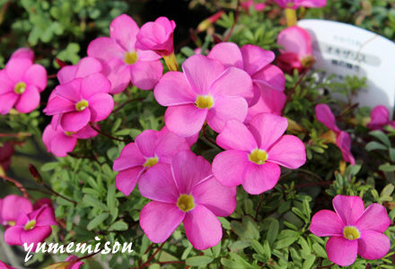 オキザリスの花