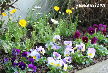 花とハーブで 元気いっぱい ハボタンからビオラとムルチコーレに植え替え