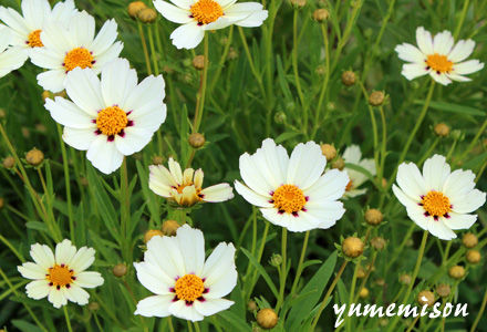 ²ÖÉÄ¡¡¥³¥ì¥ª¥×¥·¥¹