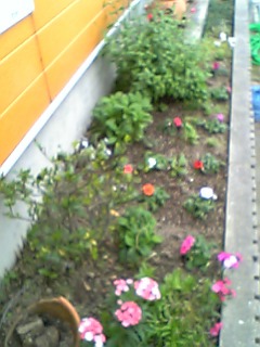 インパチェンスを 北側花壇に植えました 花とハーブで 元気いっぱい