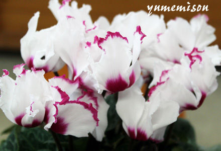 IMG_3293a