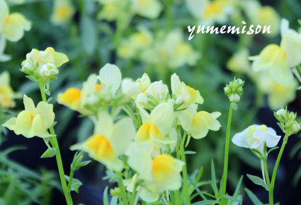リナリアの花苗