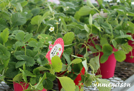 もうすぐ収穫できそうなワイルドストロベリーの鉢植え 花とハーブで 元気いっぱい もうすぐ収穫できそうなワイルドストロベリーの鉢植え 花とハーブで 元気いっぱい