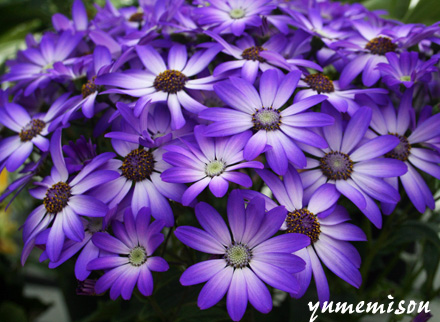 サイネリアに似ていますが 全く違う桂華の花 花とハーブで 元気いっぱい